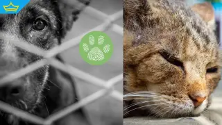 Клипове с мъчения над животни за хиляди евро: какво се е случвало в къща край Свищов