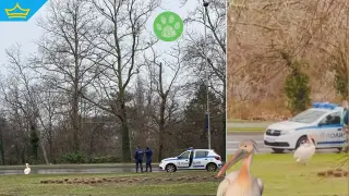 Полицаи спасяваха варненския пеликан Стойчо по време на разходка (видео)