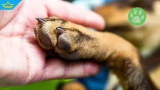 Организация настоява за създаването на агенция за закрила на животните (видео)