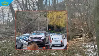 Месец след трагедията на Витоша: Опасните дървета остават (видео)