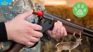 Пуснаха бракониера, убил и заклал две кошути край Твърдица (видео)