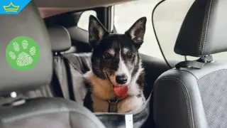 В Стара Загора разследват мъж и жена за незаконно ловене на бездомни животни