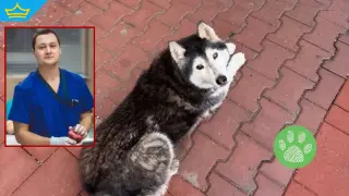 ВМА върна на работа лекаря, убил кучето Мая, въпреки 12 000 подписа срещу него