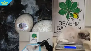В Спасителния център на „Зелени Балкани“ се излюпи ново брадато лешоядче