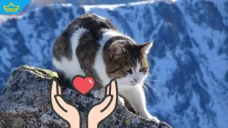 „Господарят“ на Мусала се бори за живот: Котаракът Мъри е с бъбречна криза