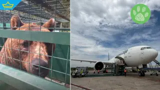 Две аржентински мечки ще заживеят в парка в Белица