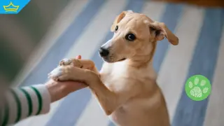 Над сто бездомни животни в приюта в Ямбол търсят своя дом (видео)