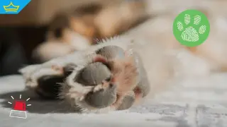 Куче нападна малко дете и две жени в Килифарево