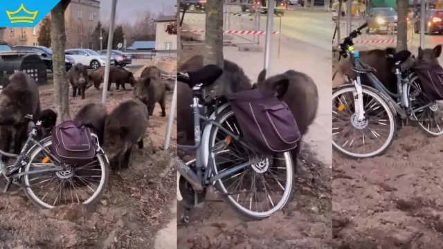 Стадо глигани открадна сандвичите на журналистка във Варшава (видео)