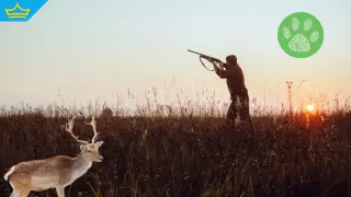 Бракониери опитаха да избягат, след като отстреляха благороден елен в Разградско (видео)