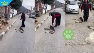 Скандални кадри от Овчарци: Мъж влачи куче по улицата и заплашва свидетел (видео)