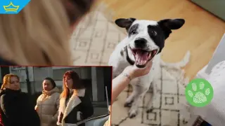 Съседи сигнализират за жена от Варна, която отглежда 17 кучета в апартамента си (видео)