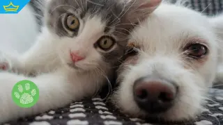 Разследват жестокост към животни във Великотърновско и Гоце Делчев