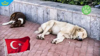 Властите в Истанбул наредиха всички бездомни кучета да бъдат прибрани в приюти