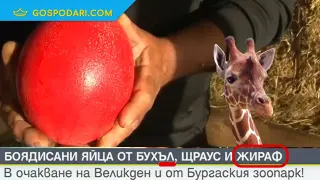 Как се боядисват яйца на жираф според редакторите на Nova (видео)