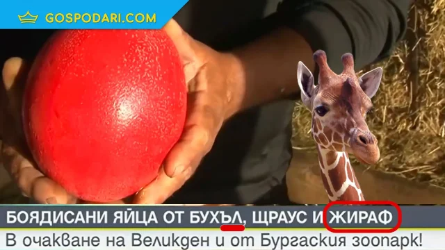 Как се боядисват яйца на жираф според редакторите на Nova (видео)