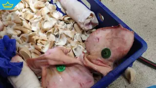 Хванаха над 3,5 тона негодно месо в Дулово (видео)