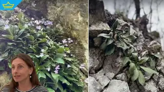 Изтръгнаха стотици защитени растения от редкия вид „Орфеево цвете“ в Родопите (видео)
