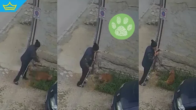 Уж стопанин, а всъщност насилник: куче е бито и държано без вода във Варна (видео)