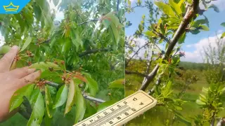 Студът почти унищожи черешовите насаждения в Кюстендилско (видео)