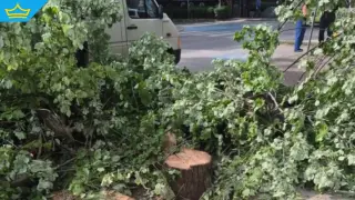 Прокуратурата проверява сеч на липи "алергени" във Варна