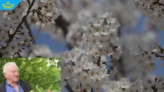 Хиляди декари овощни дръвчета са унищожени след сланите в Кюстендилско (видео)