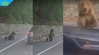 Мечка нападна български турист в Румъния (видео)