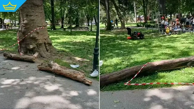 Изгнило дърво падна на оживена алея в парк в Пловдив (видео)