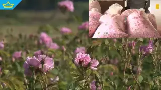 Недостиг на работници и високи разходи: Розопроизводството е изправено пред сериозни предизвикателства (видео)