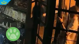 Задържаха мъж във Варна след сигнал за жестокост към котки (видео)