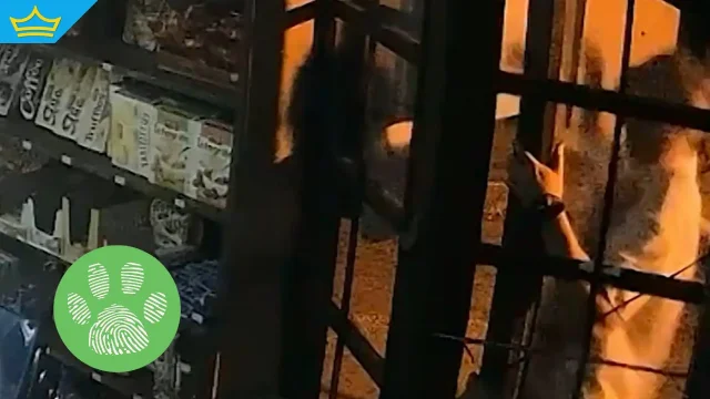Задържаха мъж във Варна след сигнал за жестокост към котки (видео)