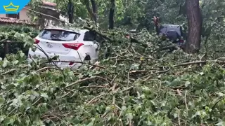 На косъм от трагедия: Огромно дърво смаза две коли край Пловдив (видео)