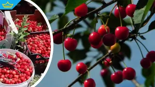 Овощар от Добричко продава череши на символична цена, ако клиентите сами си ги наберат (видео)