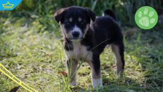 Разследват жестокост към осем кученца край Полски Тръмбеш