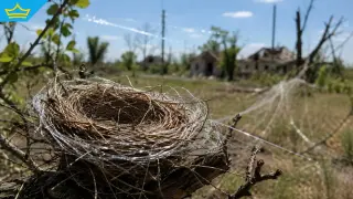 Птици в Украйна вият гнезда от оптични влакна за дронове