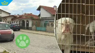 Очевидец за нападението от кучета в Самоков: Чух писъци и веднага се притекох на помощ (видео)