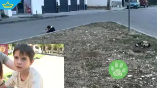 Глутница кучета нападна 8-годишно дете на велосипед в Хисаря (видео)