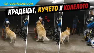 Най-доброто куче… за най-лошия момент (видео)