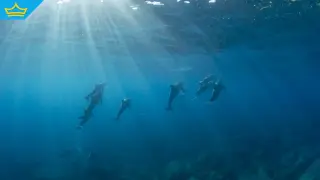 Тревожна находка в Черно море: „Гробище“ на малки делфини край Приморско (видео)