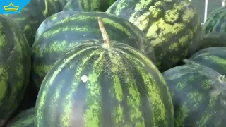 Производители оставят дини по нивите заради ниските изкупни цени (видео)
