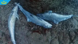След откритите мъртви китоподобни край Приморско: Рибари посочиха друга възможна причина (видео)