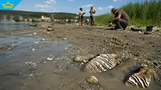 Ниското ниво на Дунав разкри останки от мамут край Ряхово