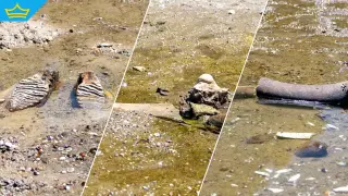 Започна прибирането на останките от мамута край Русе, очакват нови находки