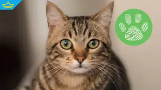 Мъж застреля домашна котка пред очите на дете в Айтос (видео)