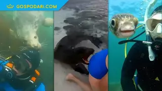 Морски животни, готови за селфи (видео)