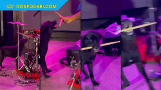 Куче взима палката на барабанист (видео)