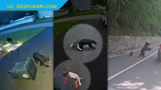 Внимание, диви животни (видео)