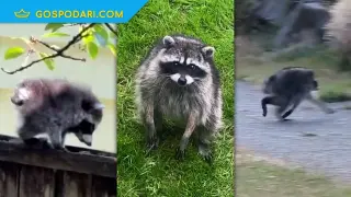 Енотът Джимъти – талисманът на Сиатъл (видео)