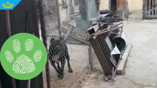 Дете e с тежки травми след нападение от куче в Кънчево, разследването продължава (видео)