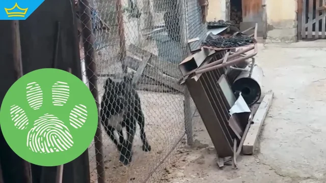 Дете e с тежки травми след нападение от куче в Кънчево, разследването продължава (видео)
